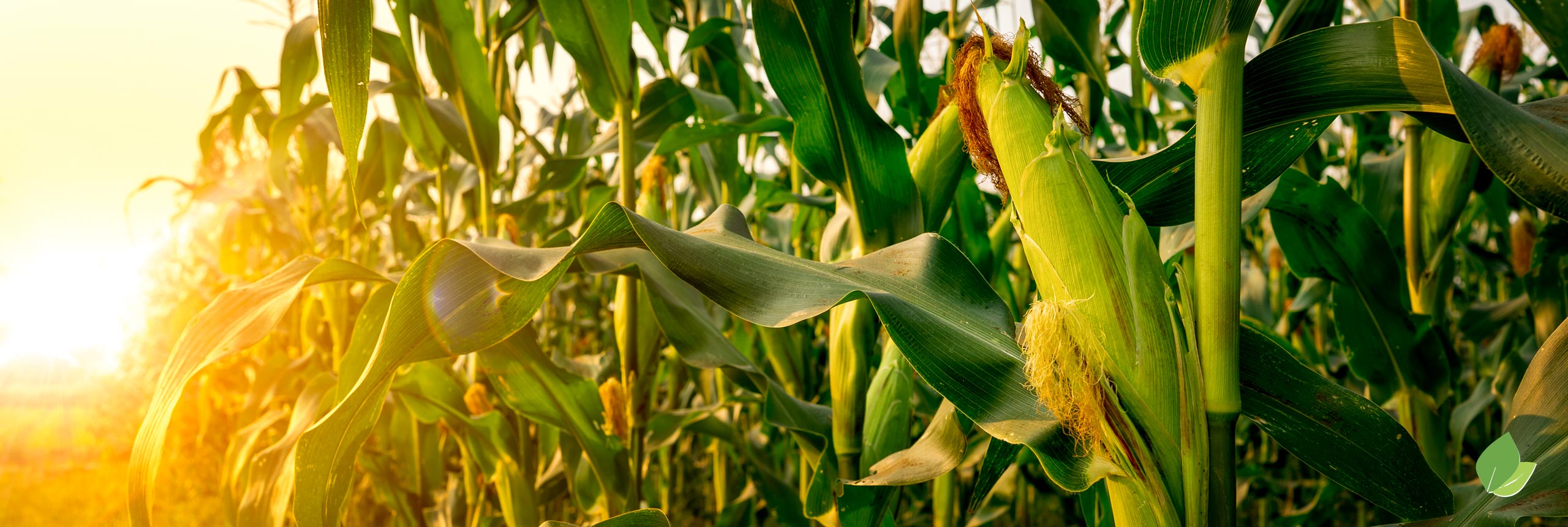 Corn Field Innova Performance Products