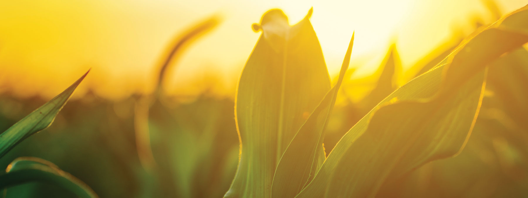 Biostimulants and Plant Hormones