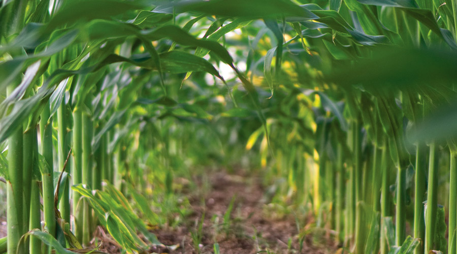 Dry Fertilizer Enhancers